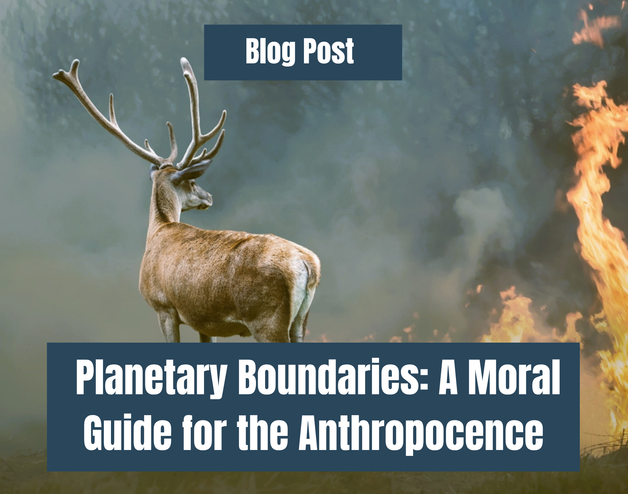 Planetary Bound insert